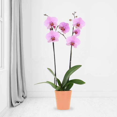 Pink Phalaenopsis Orchid