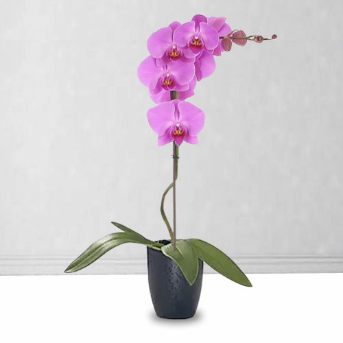Phalaenopsis Orchid Plant