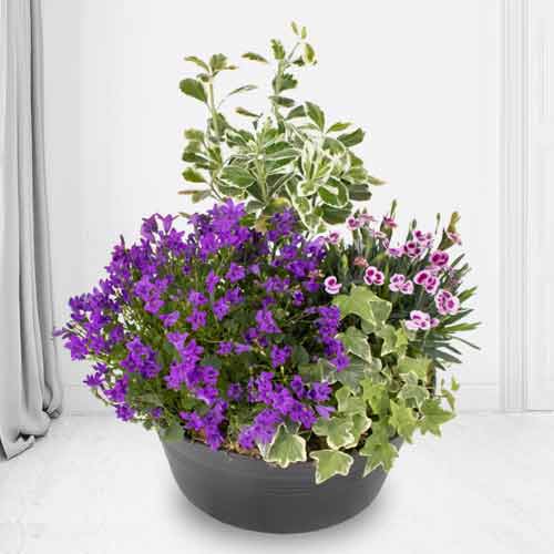 Arrangement Of Outdoor Plants