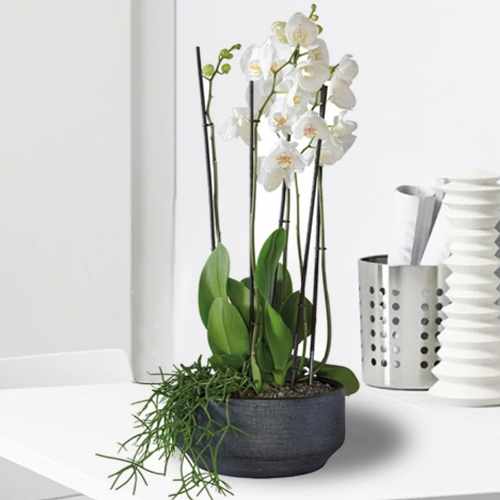 White Orchid