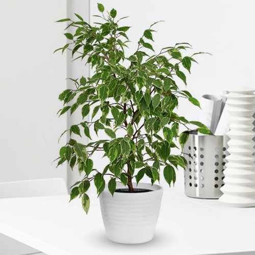 Ficus Plant